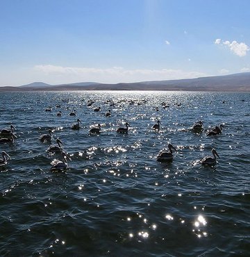 Bilimsel adı Pelecanus crispus olan ve soyu her geçen gün azalan tepeli pelikanlar için Çıldır gölü adeta bir vaha
